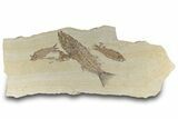 Multiple Fossil Fish (Mioplosus, Knightia & Diplomystus) Plate #307168-1